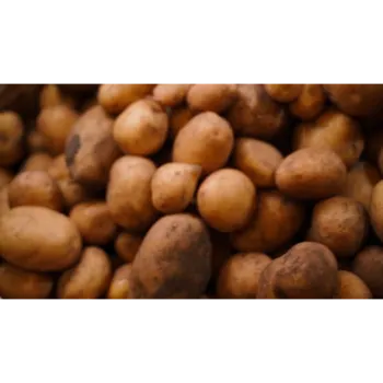 Potato (48)-7530239-59060.webp